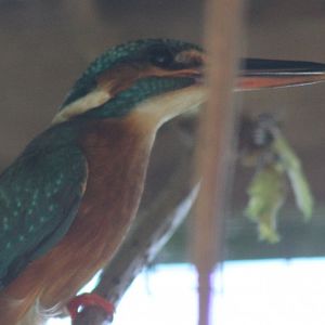 European kingfisher