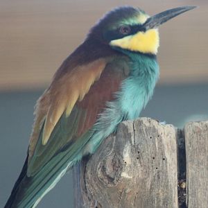 European bee-eater