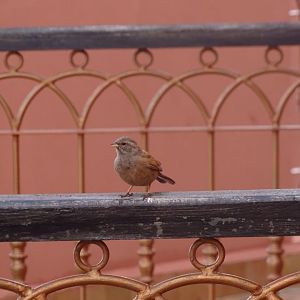 Marrakesh - House bunting