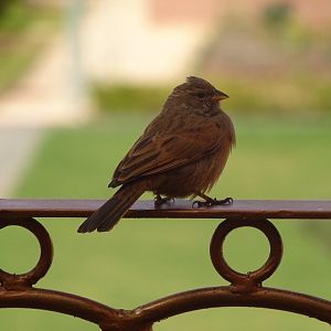 Marrakesh - House bunting