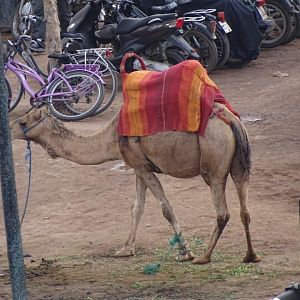 Marrakesh - Dromadery camel