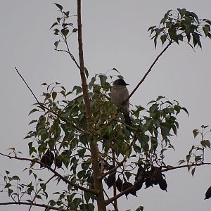Marrakesh - Common bulbul