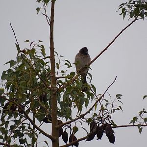 Marrakesh - Common bulbul