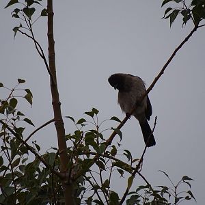 Marrakesh - Common bulbul