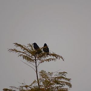Marrakesh - Spotless starling