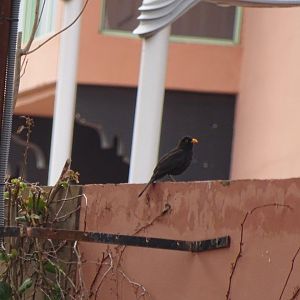 Marrakesh - Blackbird