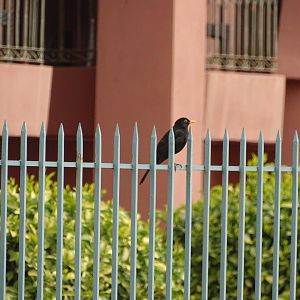 Marrakesh - Blackbird