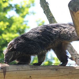 Palawan binturong