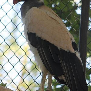King vulture