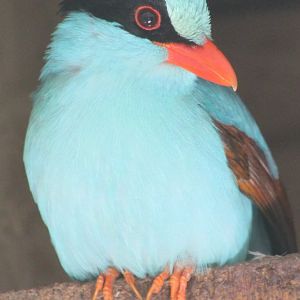 Common green magpie