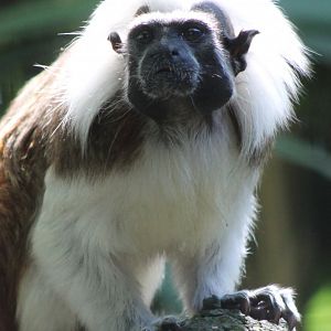 Cotton top tamarin