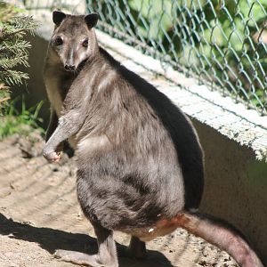 White-striped dorcopsis
