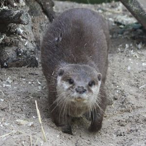 Small-clawed otter