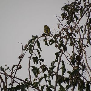 Marrakesh - European greenfinch