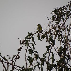 Marrakesh - European greenfinch