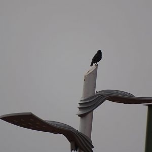 Marrakesh - Spotless starling