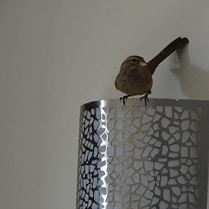 Marrakesh - House bunting