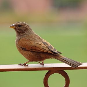 Marrakesh - House bunting