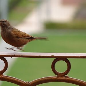 Marrakesh - House bunting
