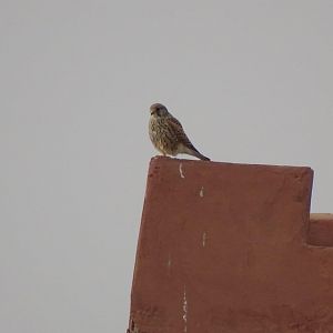 Marrakesh - Common kestrel