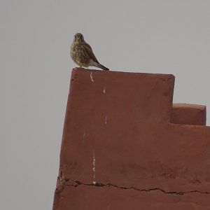 Marrakesh - Common kestrel