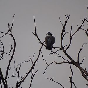 Marrakesh - Common wood pigeon