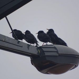 Marrakesh - Spotless starling