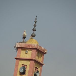 Marrakesh - White stork