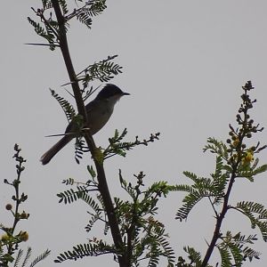 Issen - Common whitethroat
