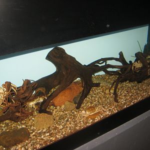 Fiskeri- og Søfartsmuseet - Wadden Sea Pavilion - Crab tank