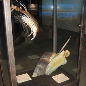 Fiskeri- og Søfartsmuseet - Wadden Sea Pavilion - Exhibition models