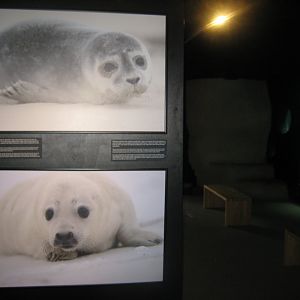 Fiskeri- og Søfartsmuseet - Sealarium - Seal exhibition