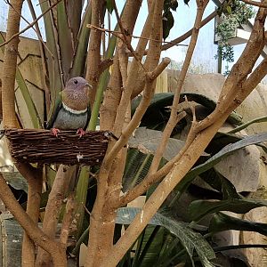 Pink-headed fruit-dove