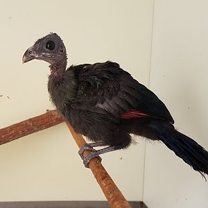 Hand-raised Touraco
