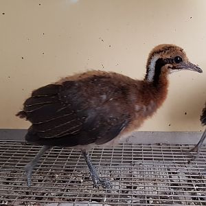 Tinamou chick - Solitairy