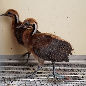 Tinamou-chicks - Solitairy