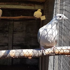 Imperial Pigeons