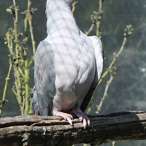 Pink-headed imperial pigeon