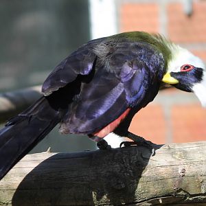 White-crested touraco