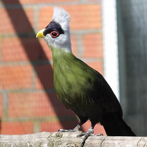 White-crested touraco