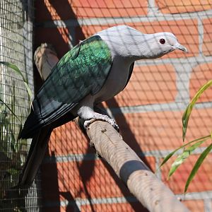 Green imperial pigeon