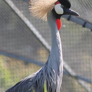 Crowned crane