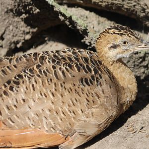 Red-winged tinamou