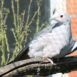 Pink-headed imperial pigeon