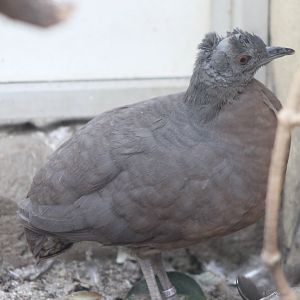 Brown tinamou - Crypturellus obsoletus