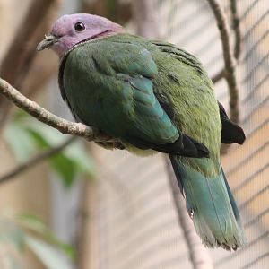 Pink-headed fruit pigeon