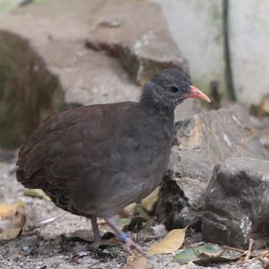 Tataupa tinamou