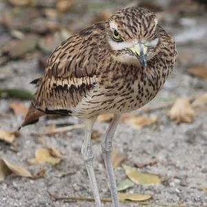 Eurasian stone-curlew