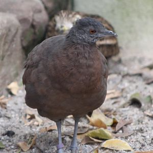 Brown tinamou - Crypturellus obsoletus