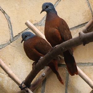 Blue-headed wood-doves